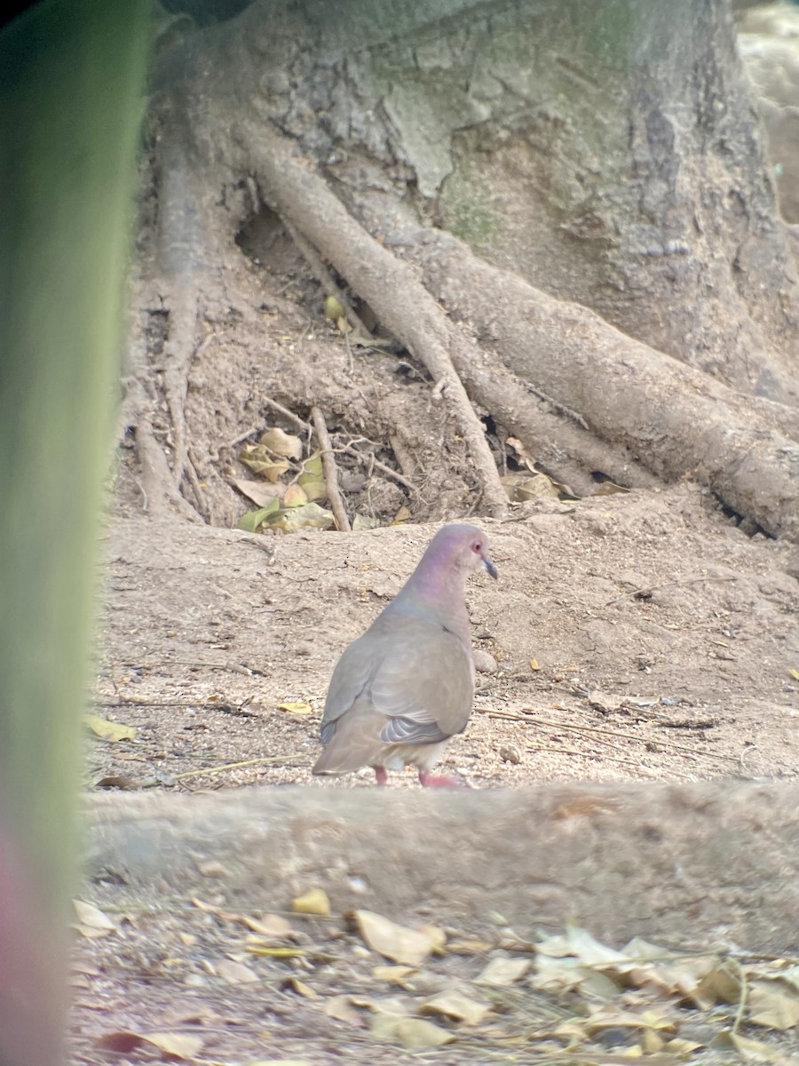 White-tipped Dove - ML616330660