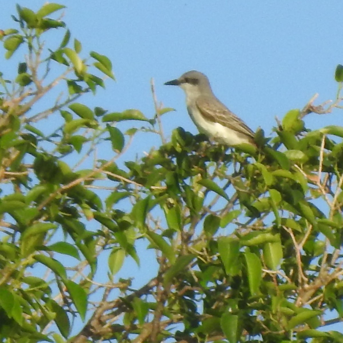 Gray Kingbird - ML616330671