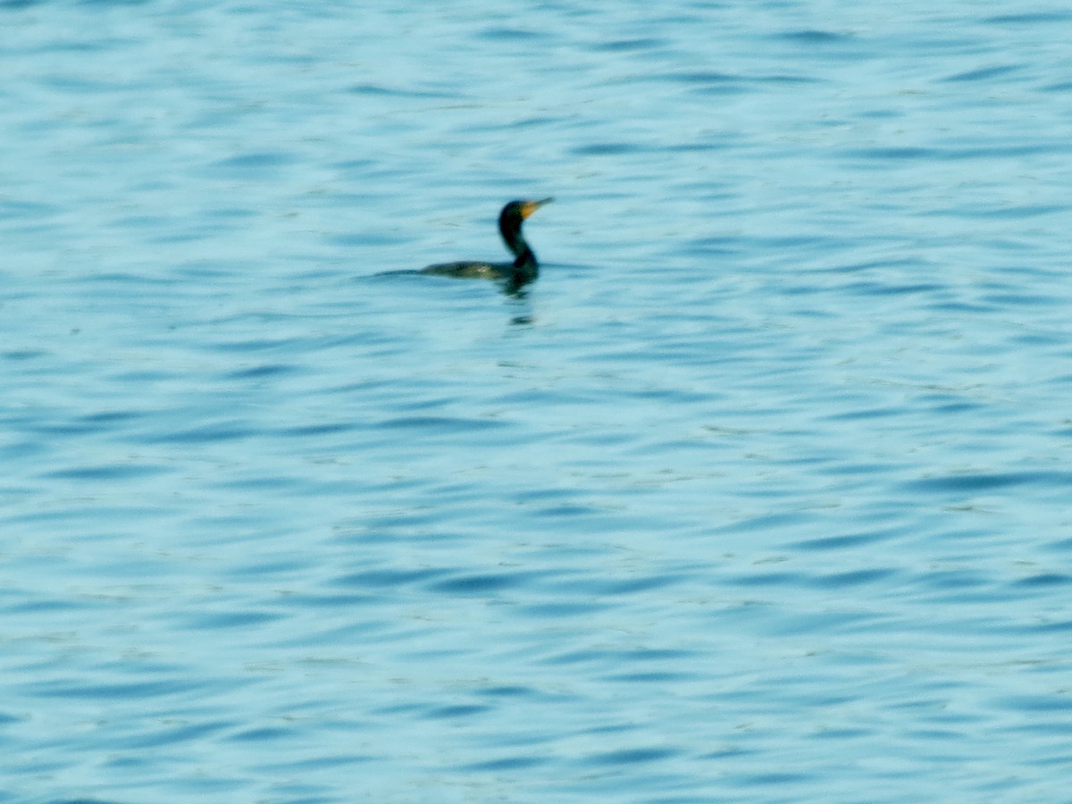 Double-crested Cormorant - Nicklas Hostetter