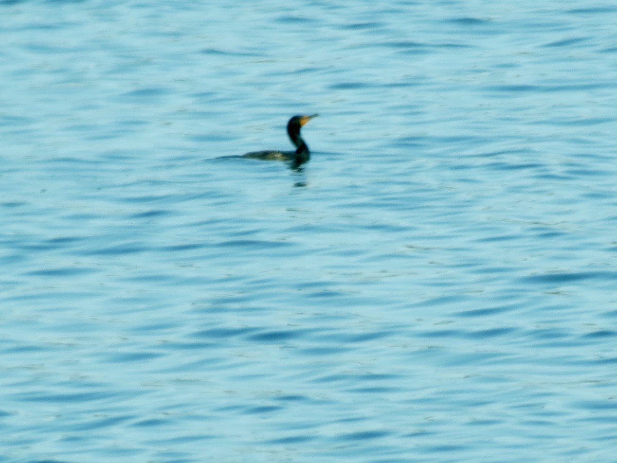 Double-crested Cormorant - ML616330710