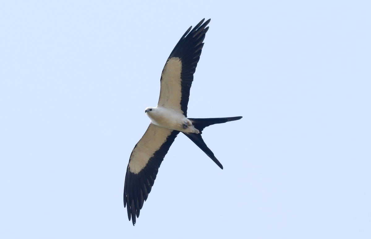 Swallow-tailed Kite - Abril Heredia