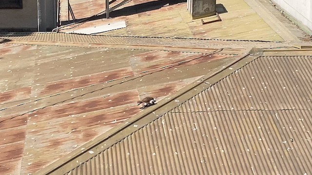 Chimango Caracara - ML616330742