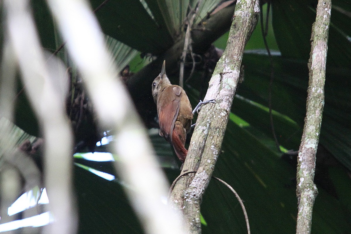 Plain-brown Woodcreeper (Plain-brown) - ML616330843