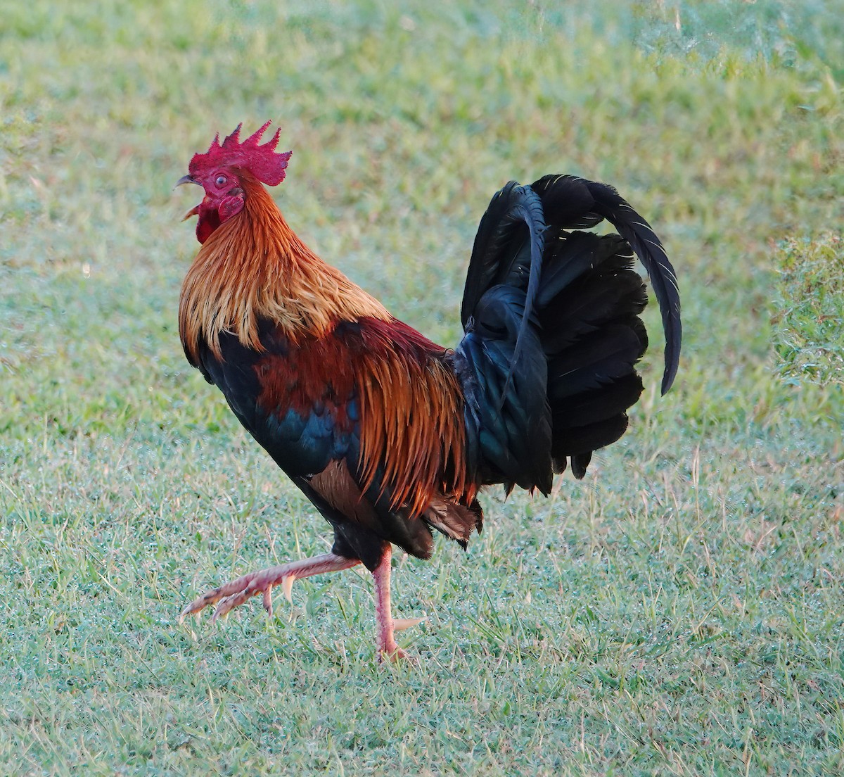 Red Junglefowl (Domestic type) - ML616330847