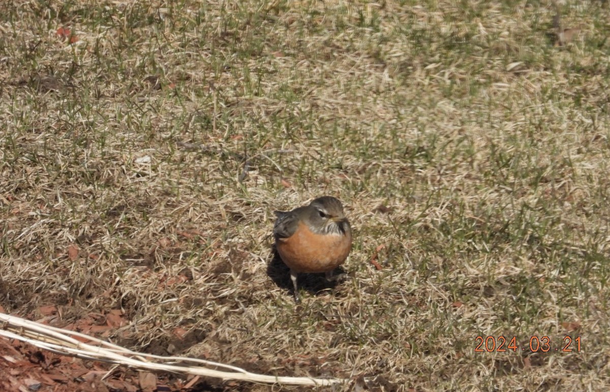 American Robin - ML616330964