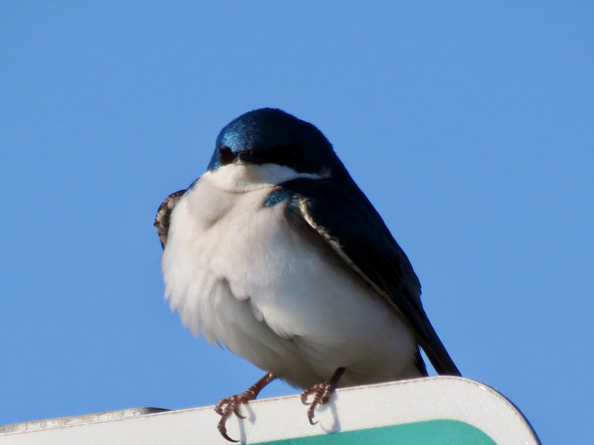 Tree Swallow - ML616330974