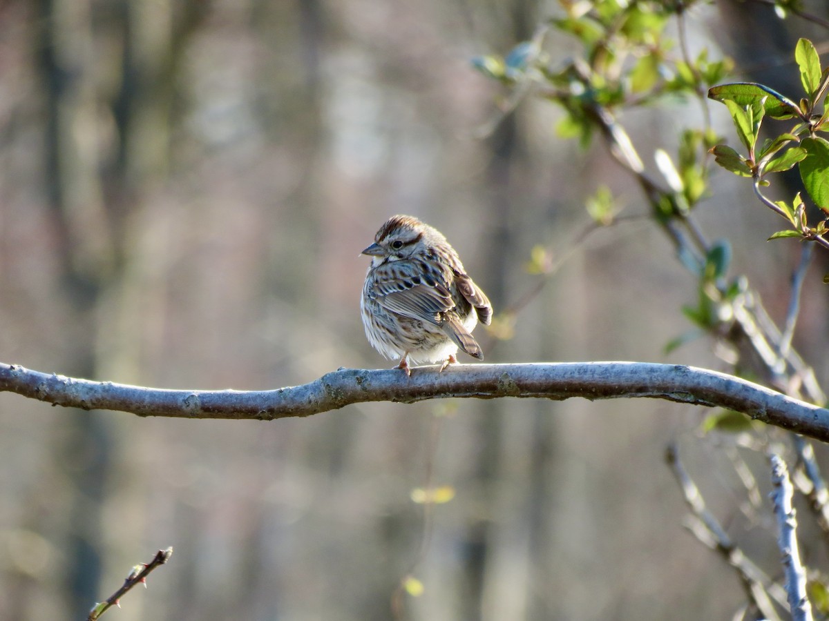 Song Sparrow - ML616330996