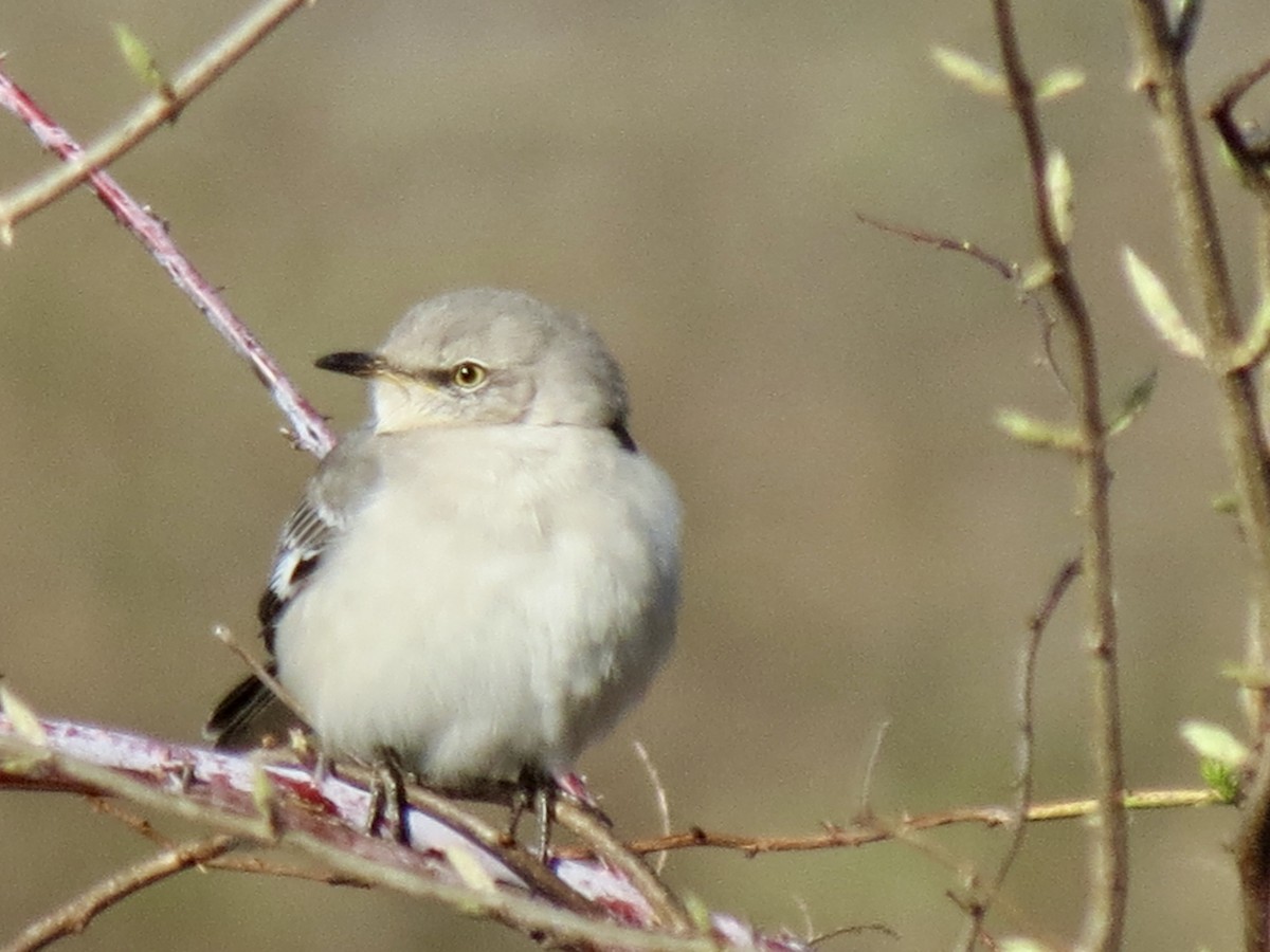 Northern Mockingbird - ML616331018