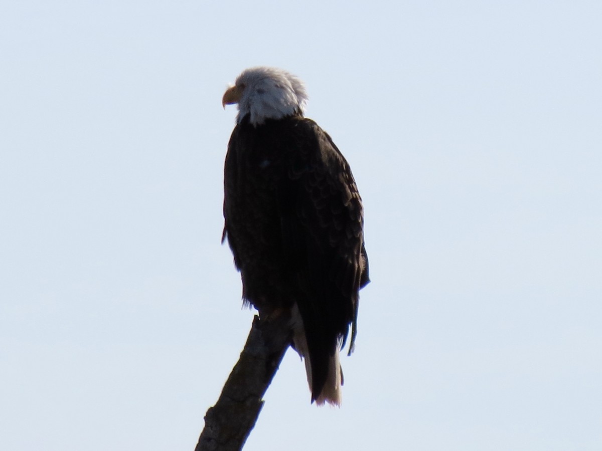 Bald Eagle - ML616331041