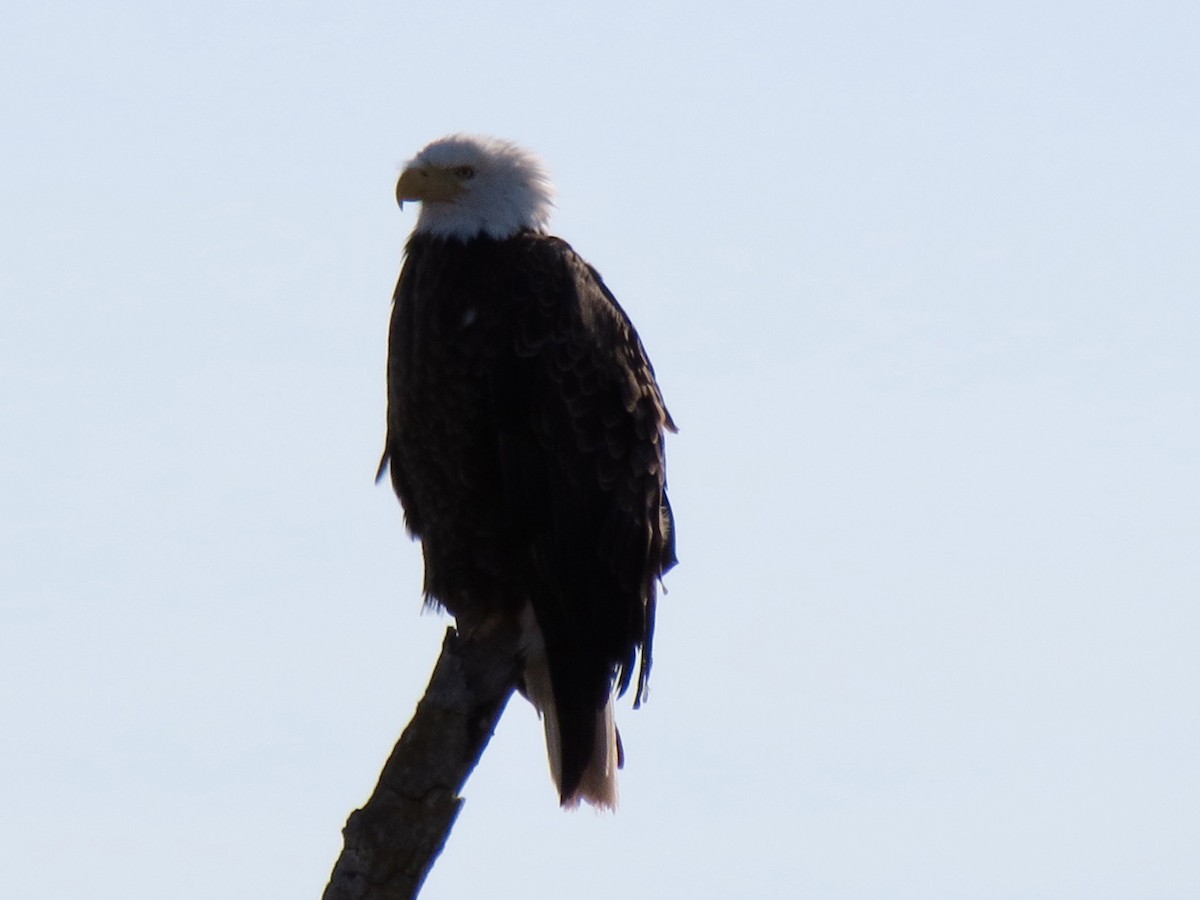 Weißkopf-Seeadler - ML616331049