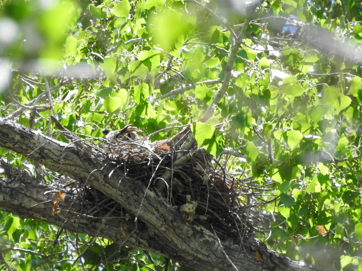 Great Horned Owl - ML616331059