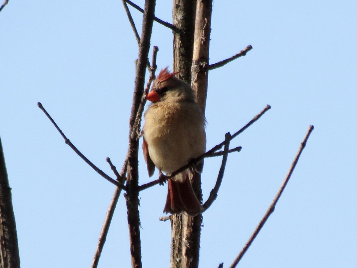 Northern Cardinal - ML616331078