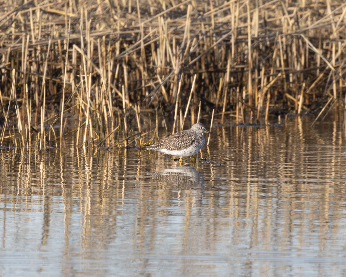 Greater Yellowlegs - Austin Johnson