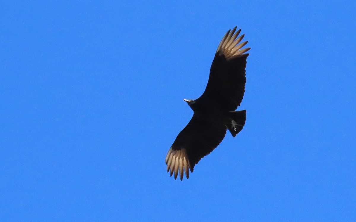 Black Vulture - ML616331123