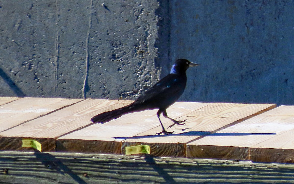 Boat-tailed Grackle - ML616331130