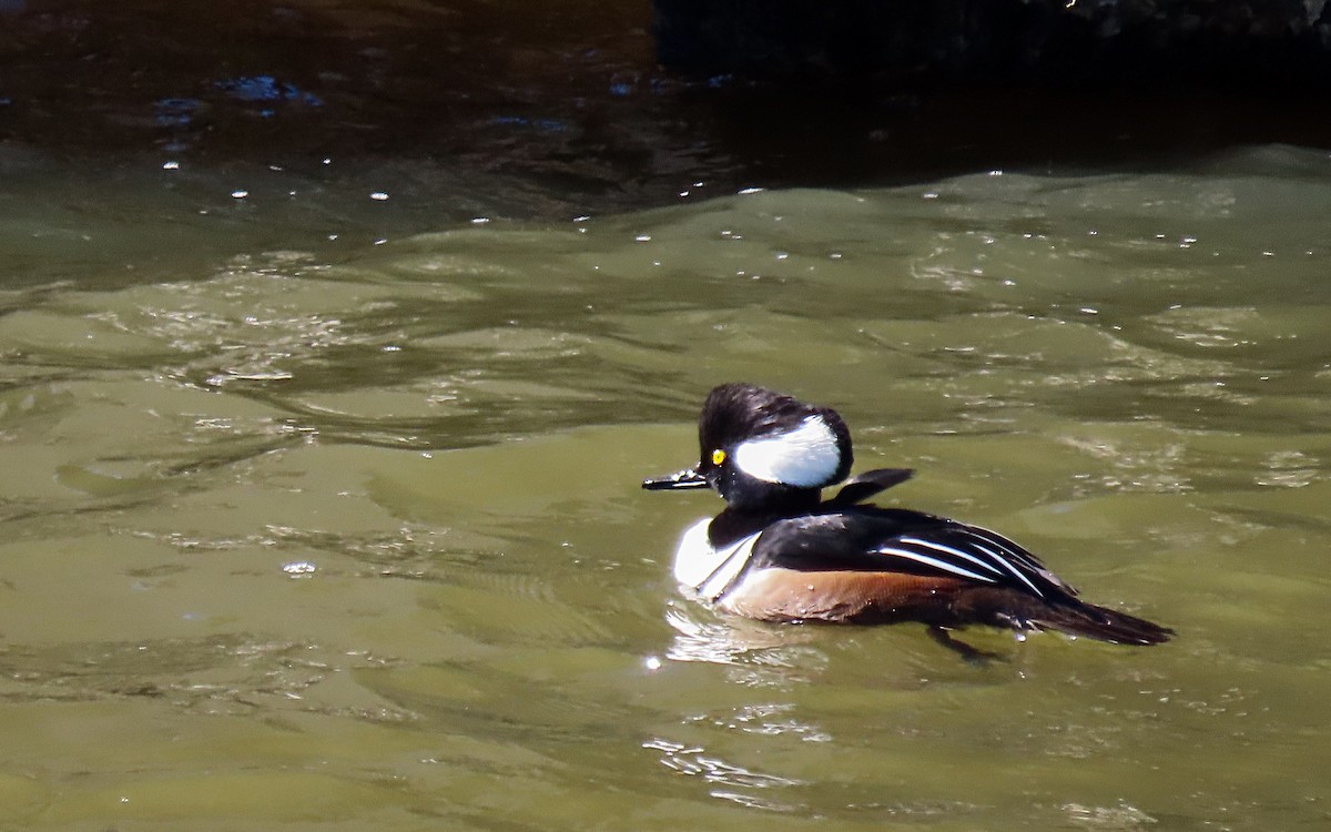 Hooded Merganser - ML616331162