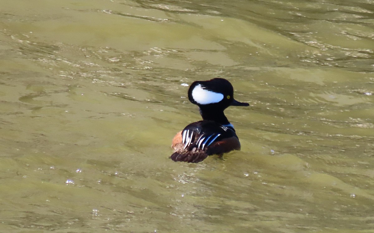 Hooded Merganser - ML616331165