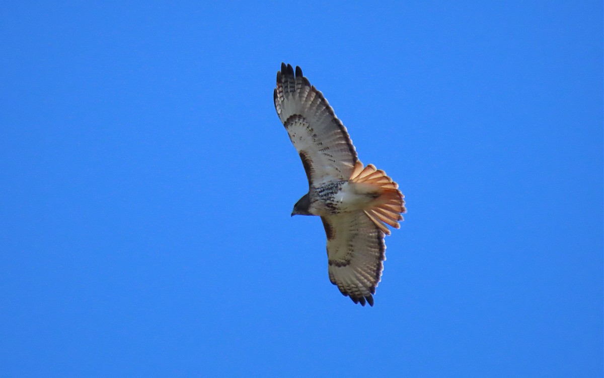 Red-tailed Hawk - ML616331192