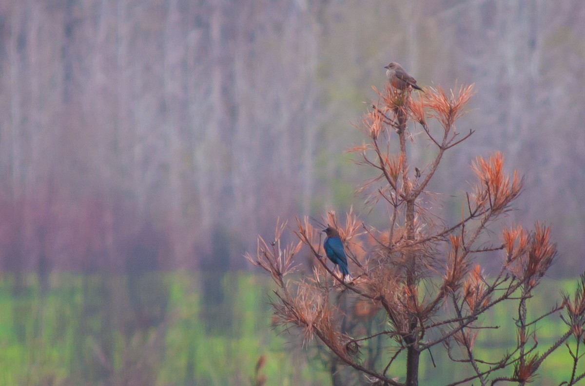 Brown-headed Cowbird - Breck Stenson