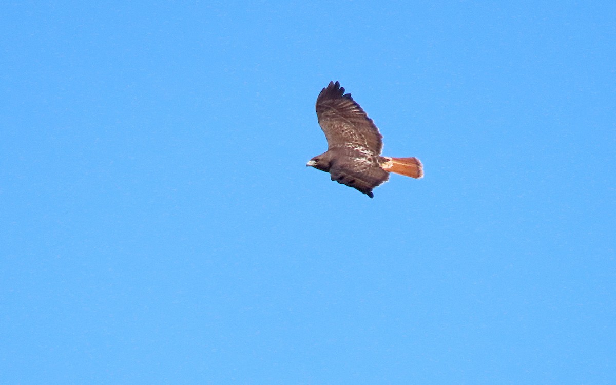 Red-tailed Hawk - ML616331202