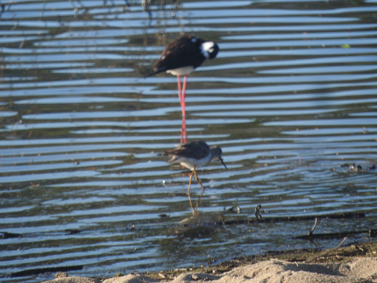 Greater Yellowlegs - ML616331230