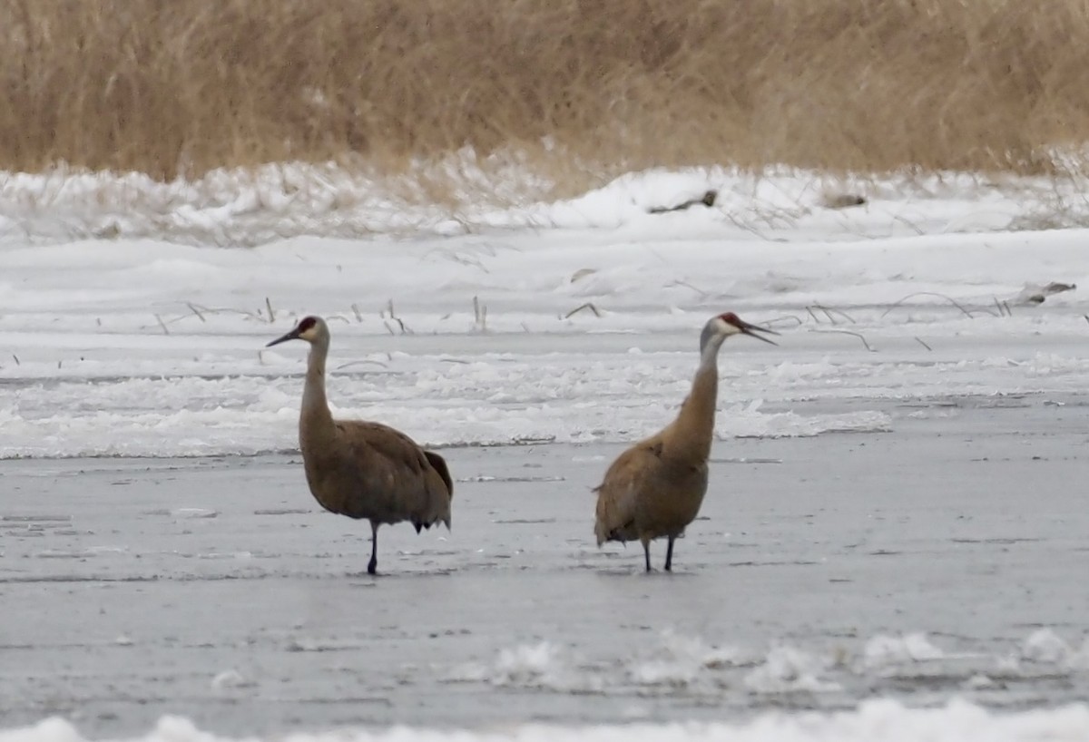 Sandhill Crane - ML616331300