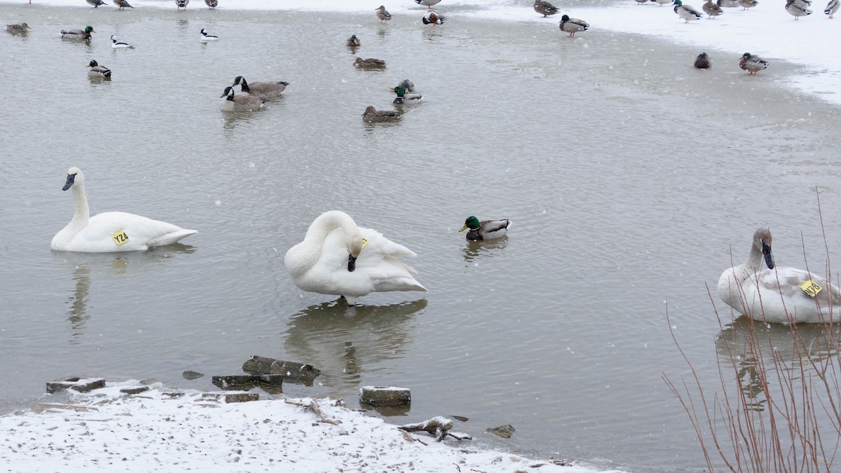 Trumpeter Swan - ML616331316