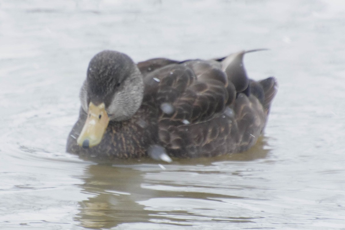 American Black Duck - ML616331322