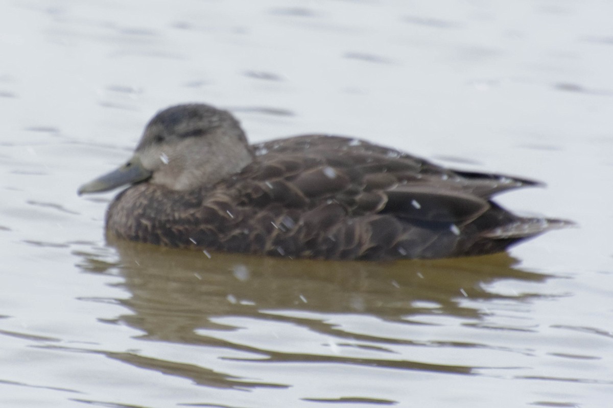 American Black Duck - ML616331323