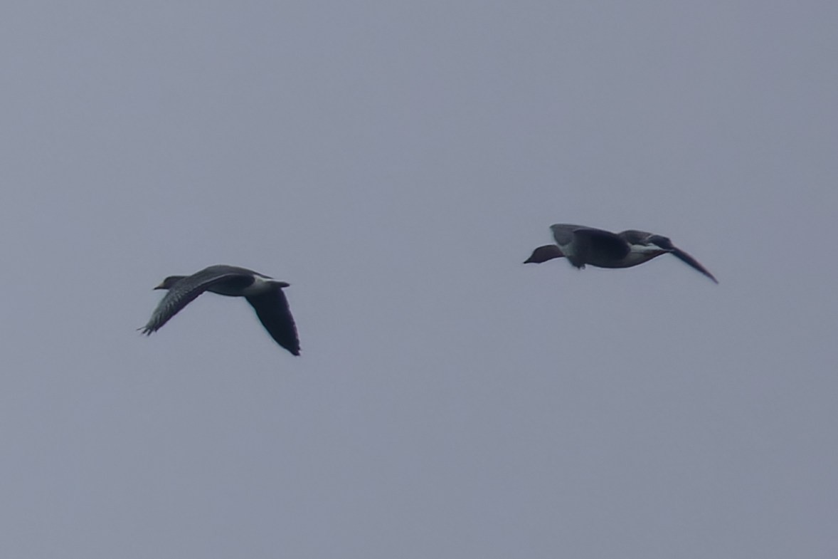 Pink-footed Goose - ML616331325