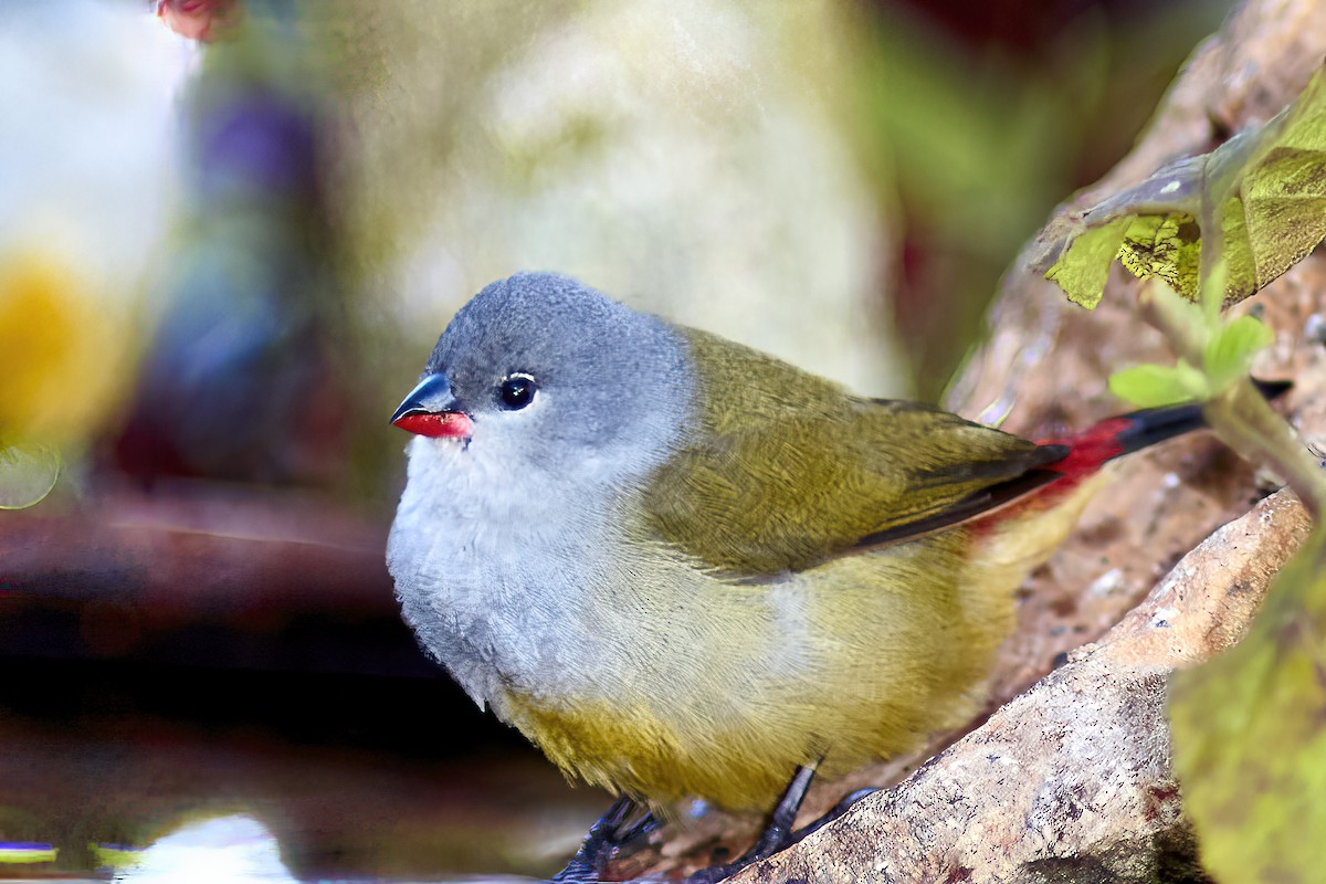 Yellow-bellied Waxbill - ML616331376