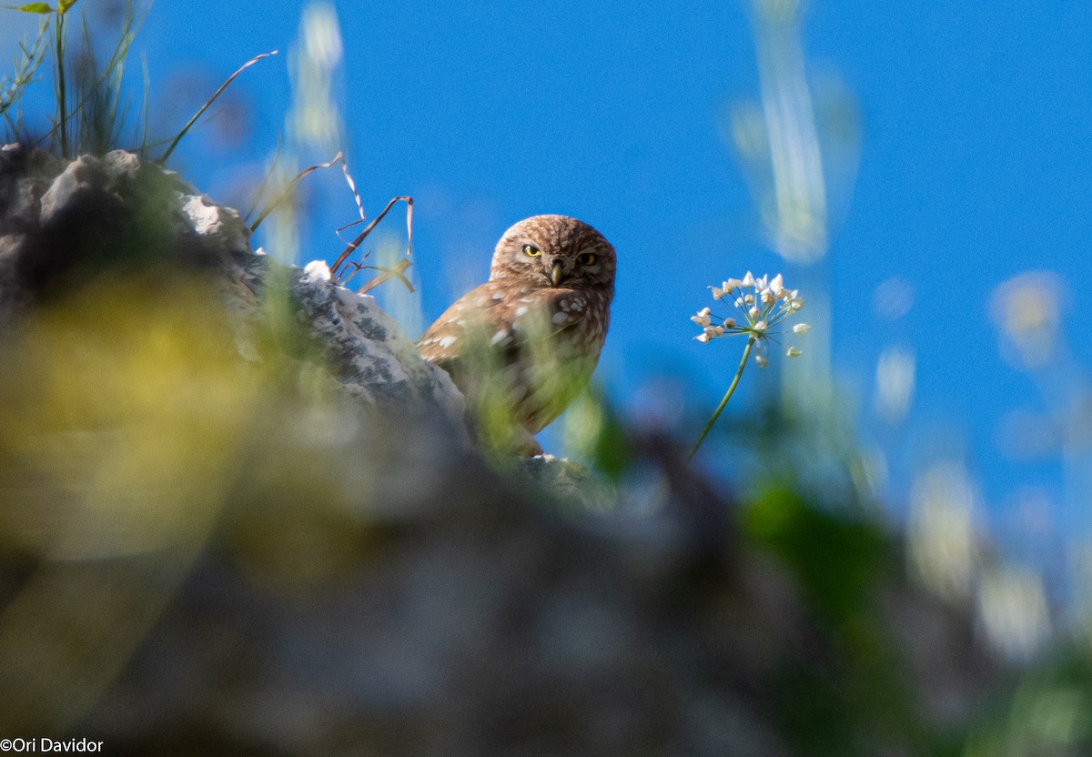 Little Owl - Ori Davidor