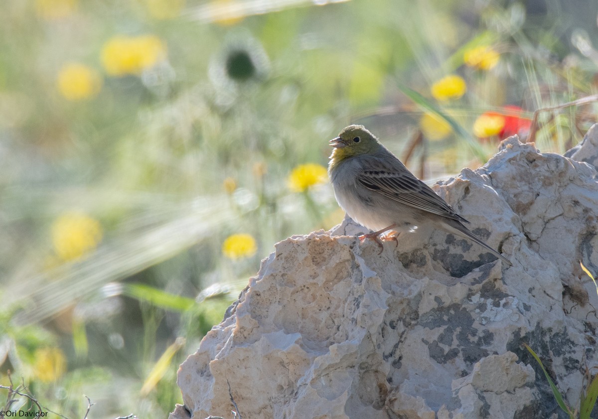 Cinereous Bunting - ML616331395