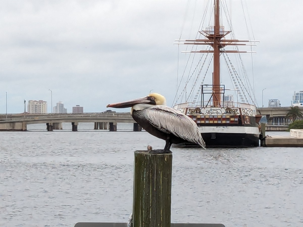 Brown Pelican - ML616331435