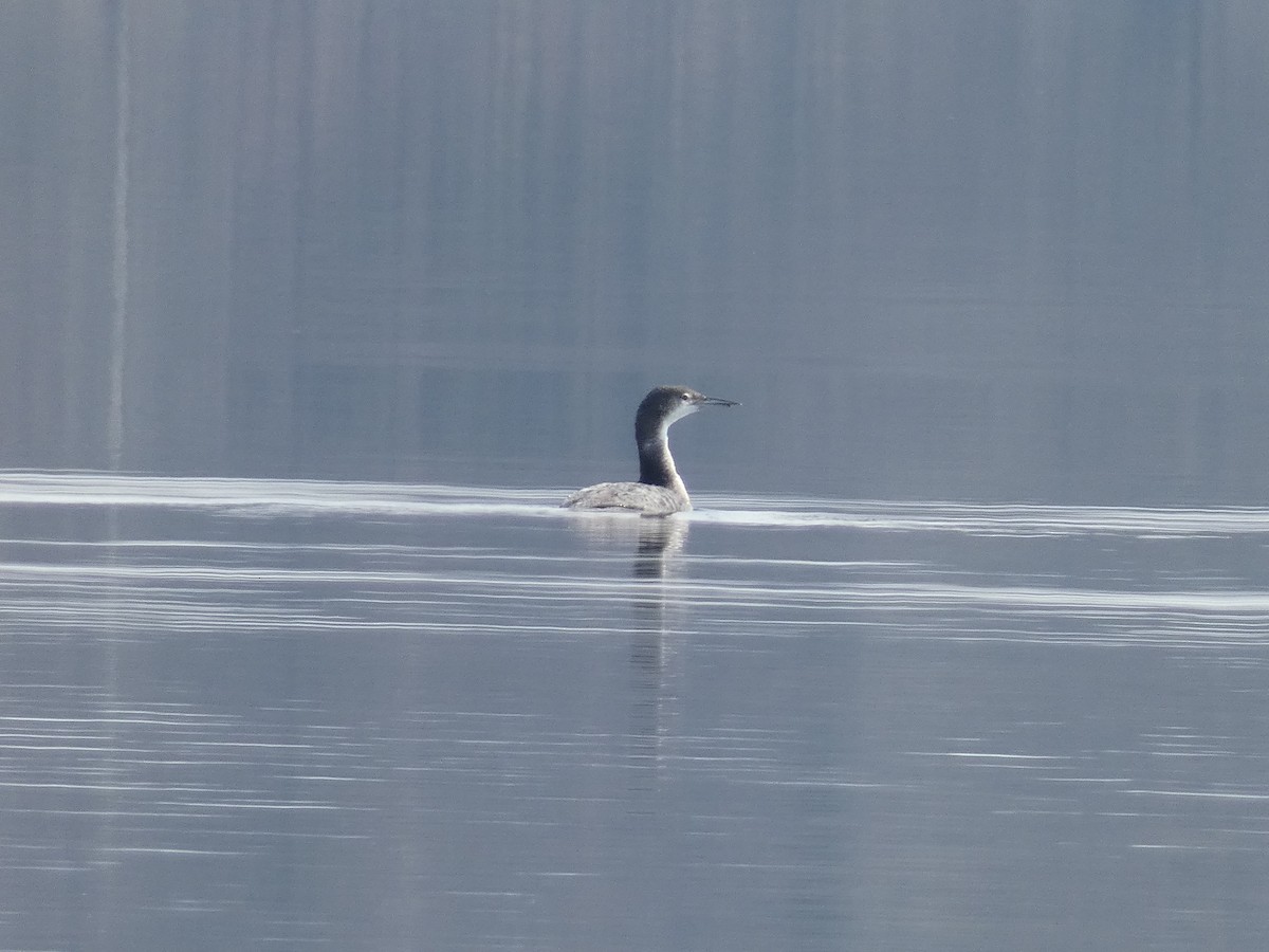 Common Loon - ML616331477