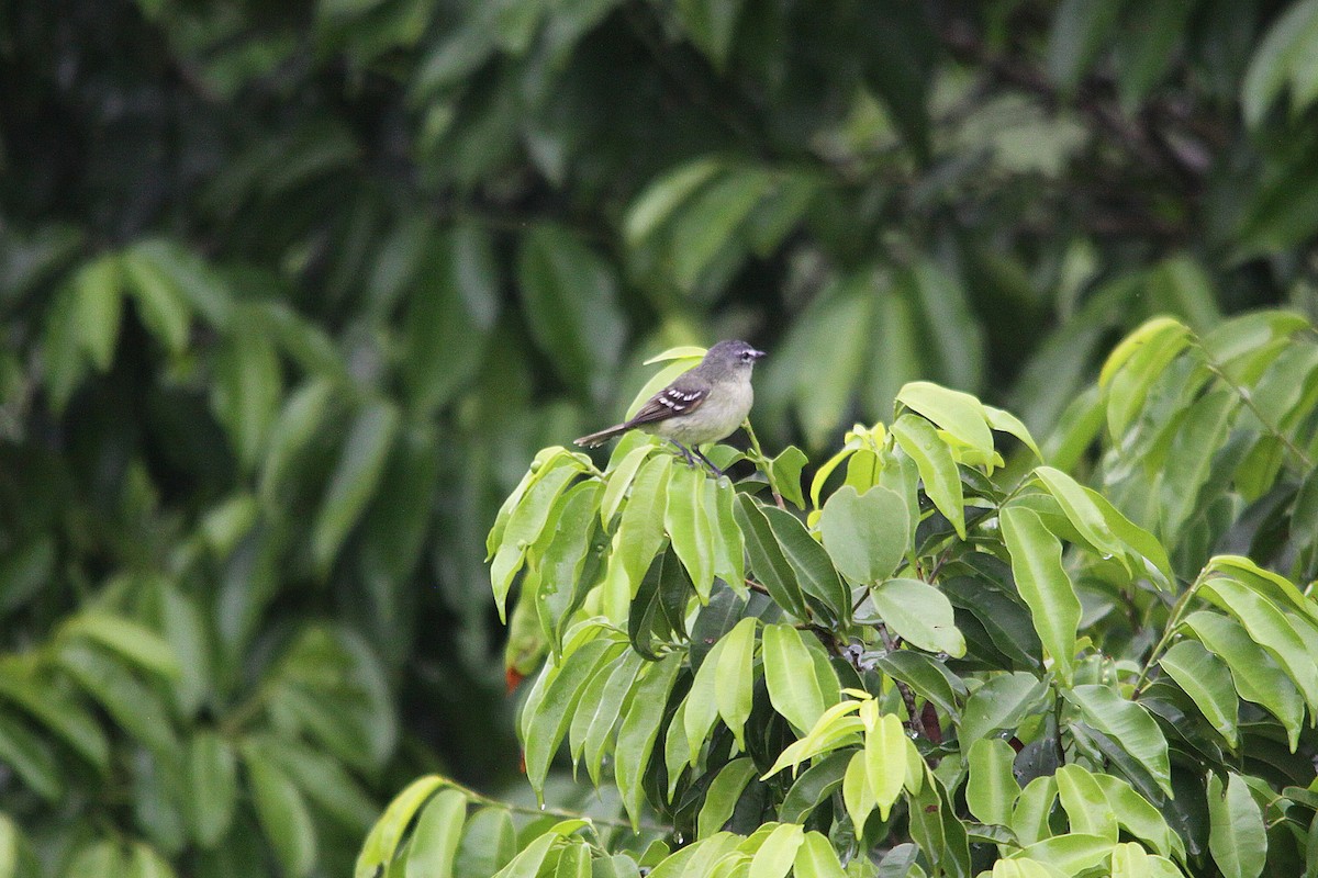 White-lored Tyrannulet - ML616331480