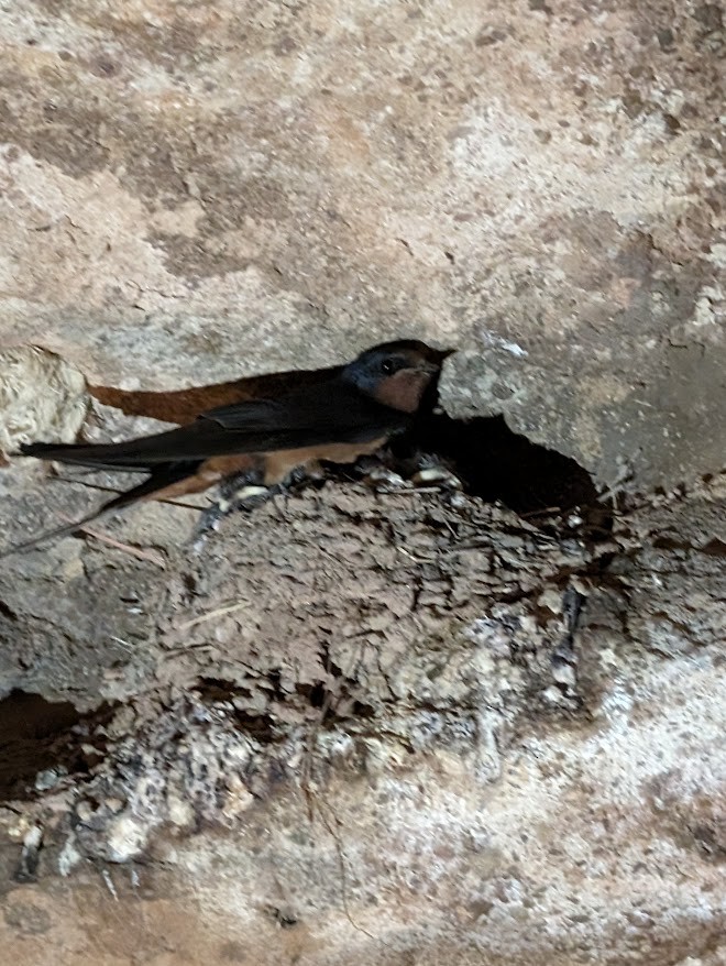 Barn Swallow - William Richards