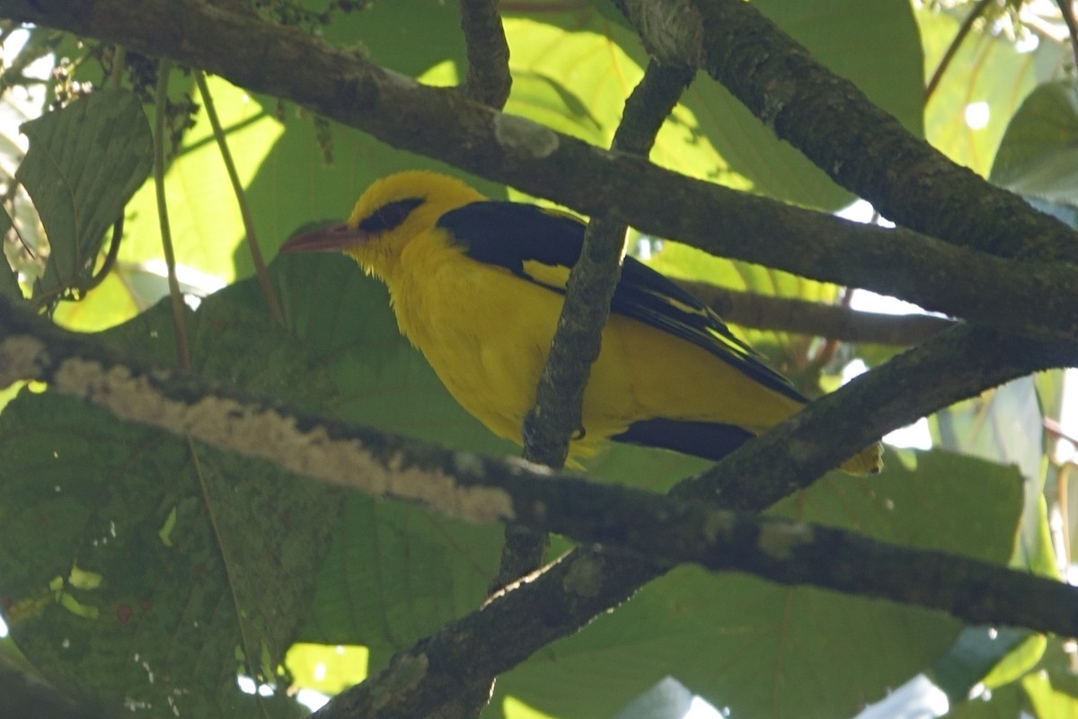 Indian Golden Oriole - ML616331531