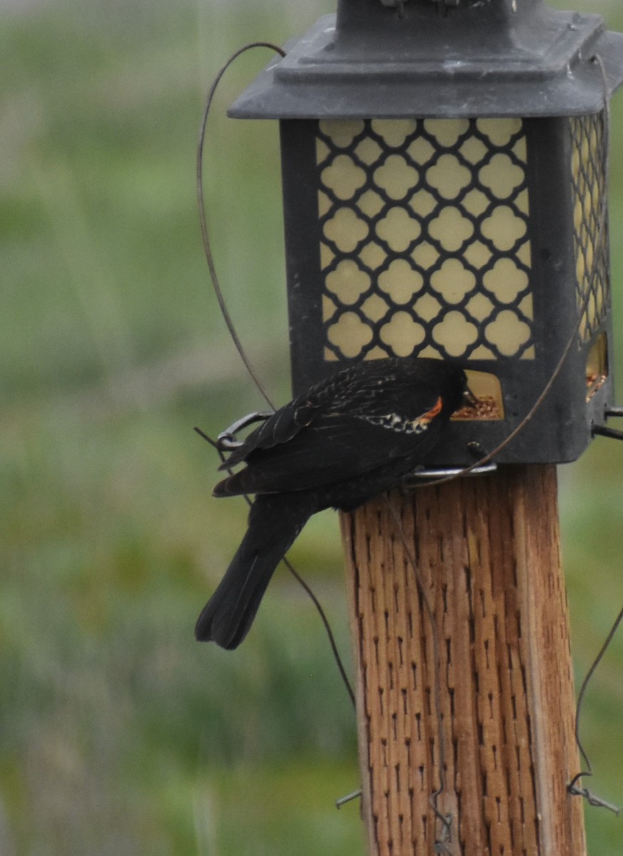 Red-winged Blackbird - Mike Grifantini