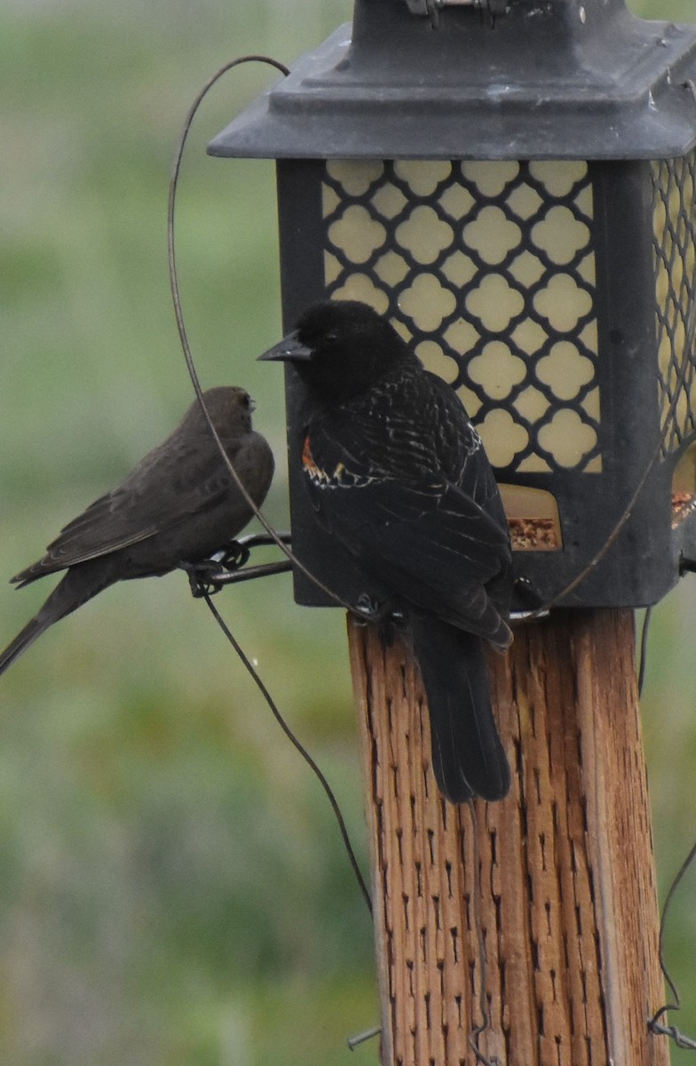 Red-winged Blackbird - ML616331662