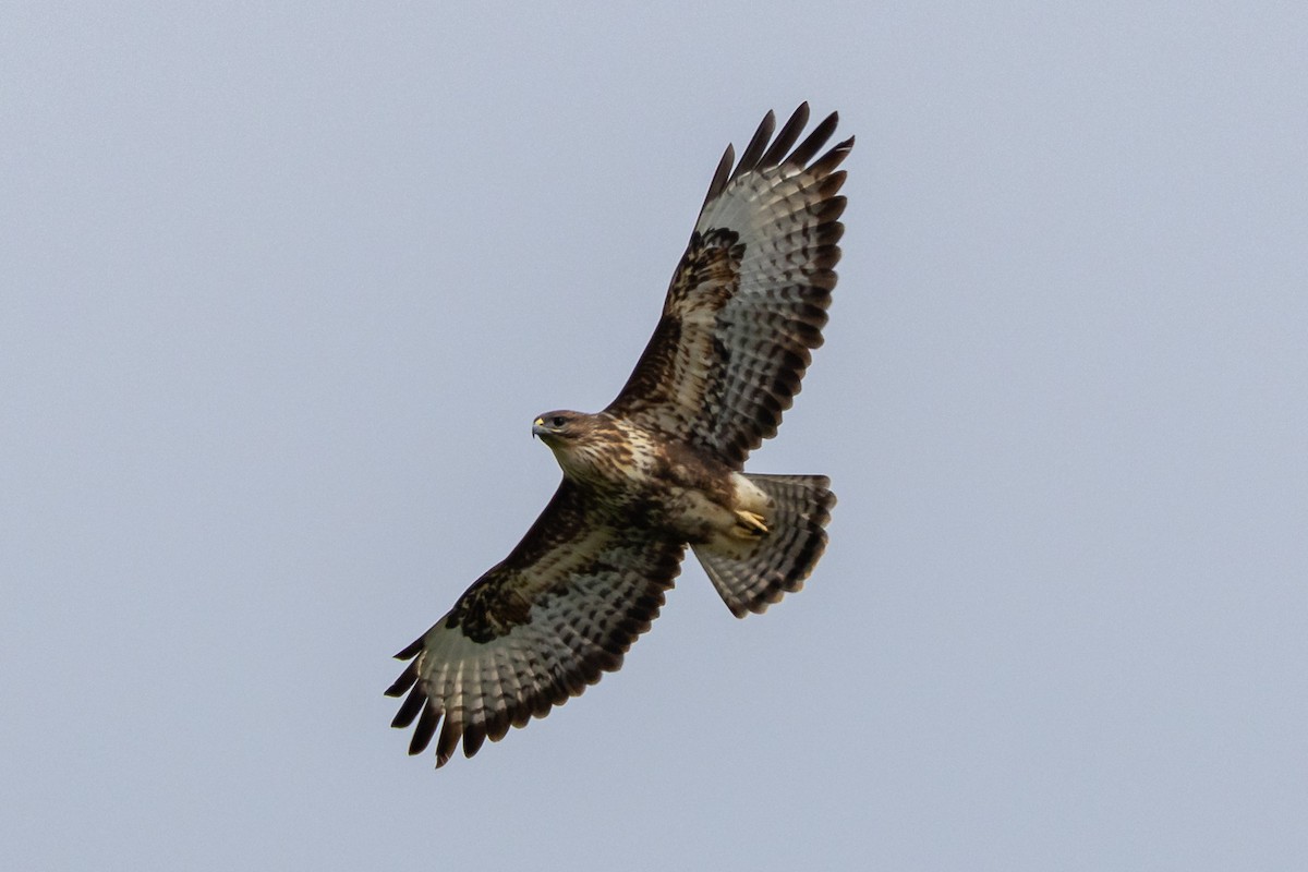 Mäusebussard - ML616331664