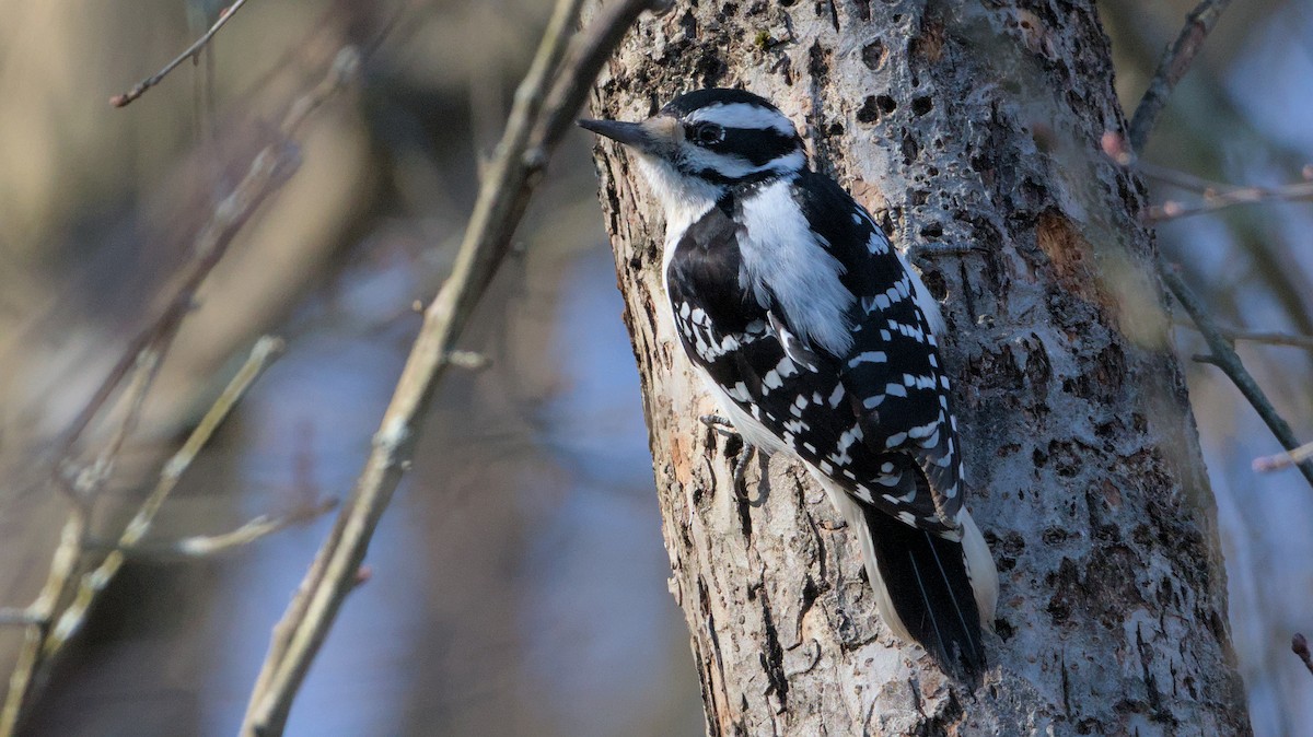 Hairy Woodpecker - ML616331702