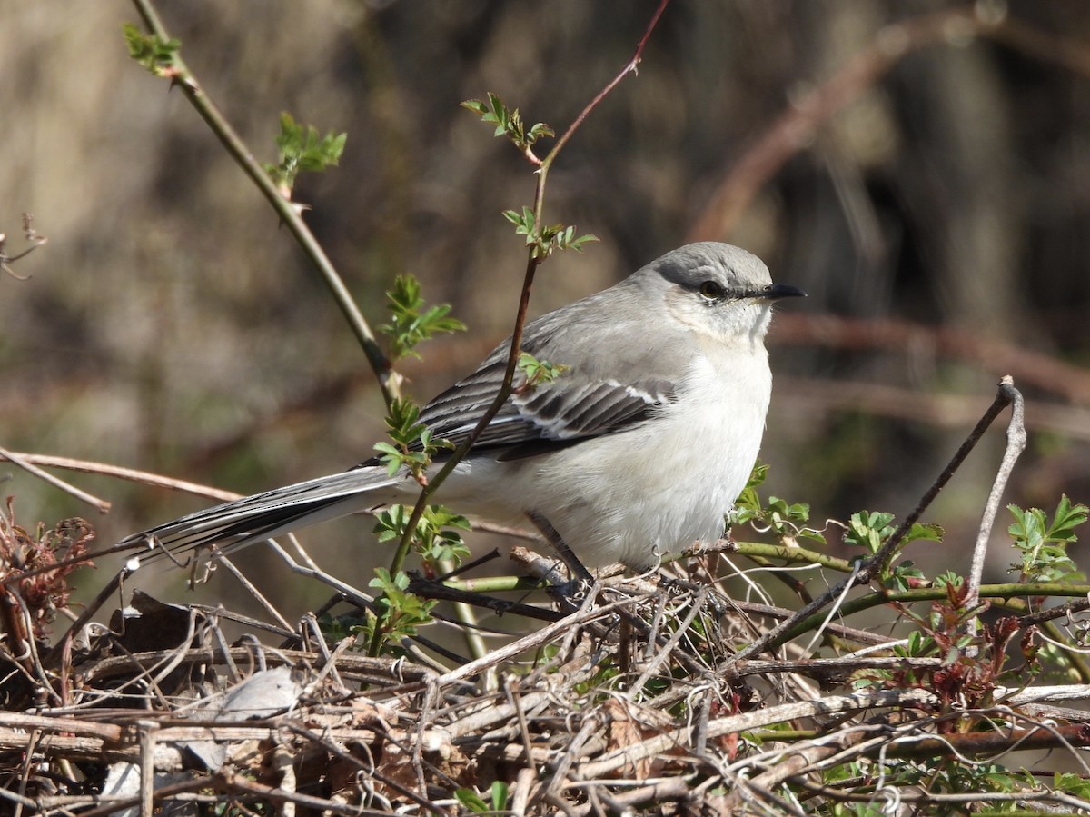 Northern Mockingbird - Cassie Luke