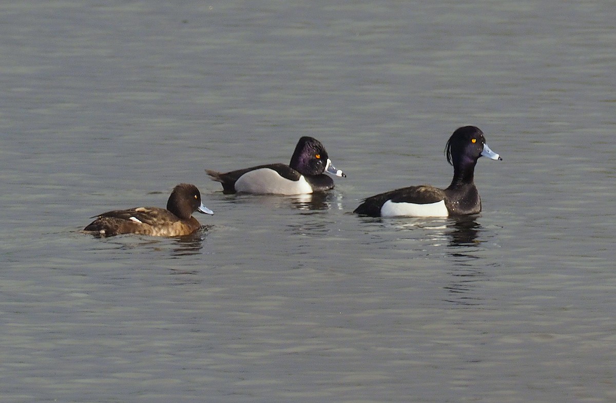 Ring-necked Duck - ML616331830