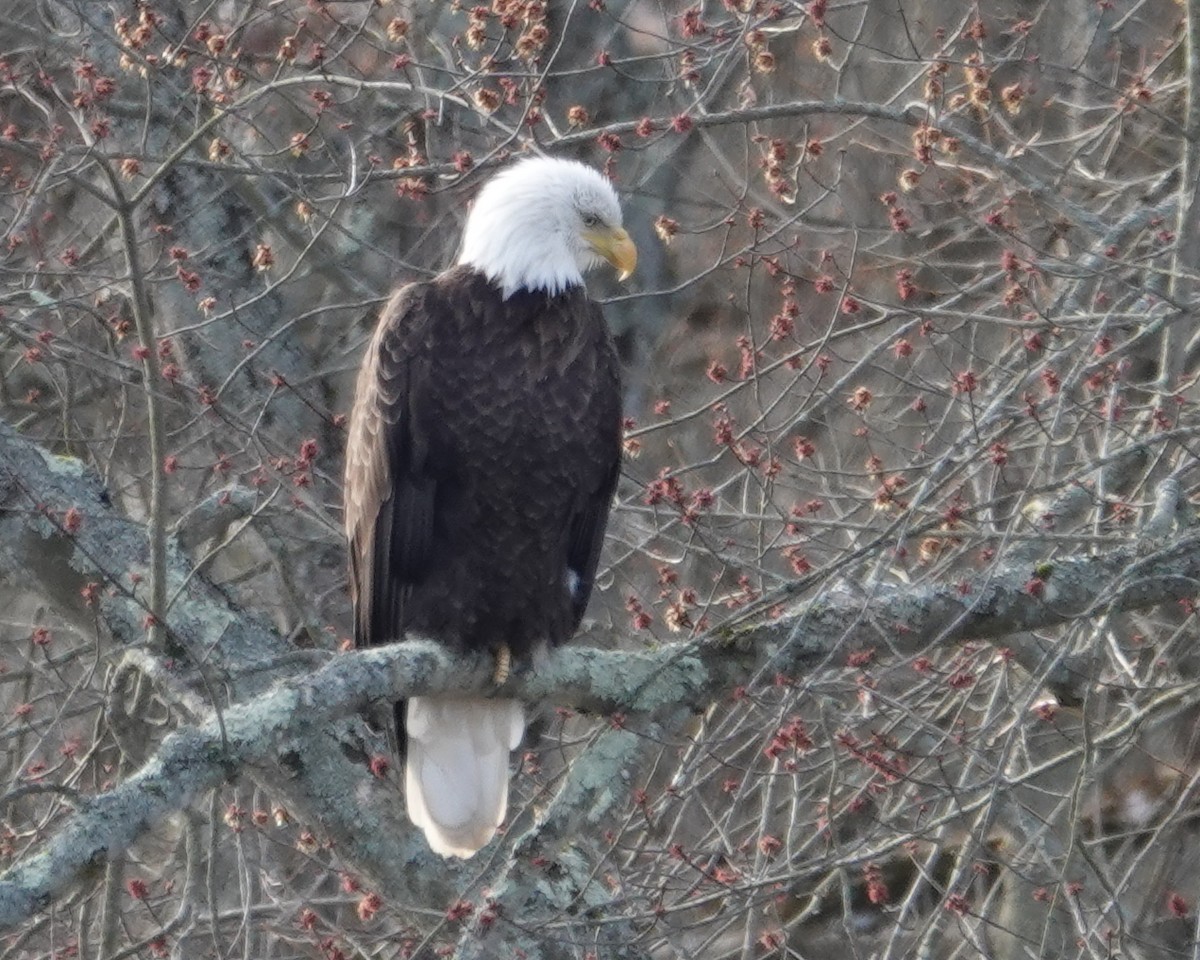 Bald Eagle - ML616331883