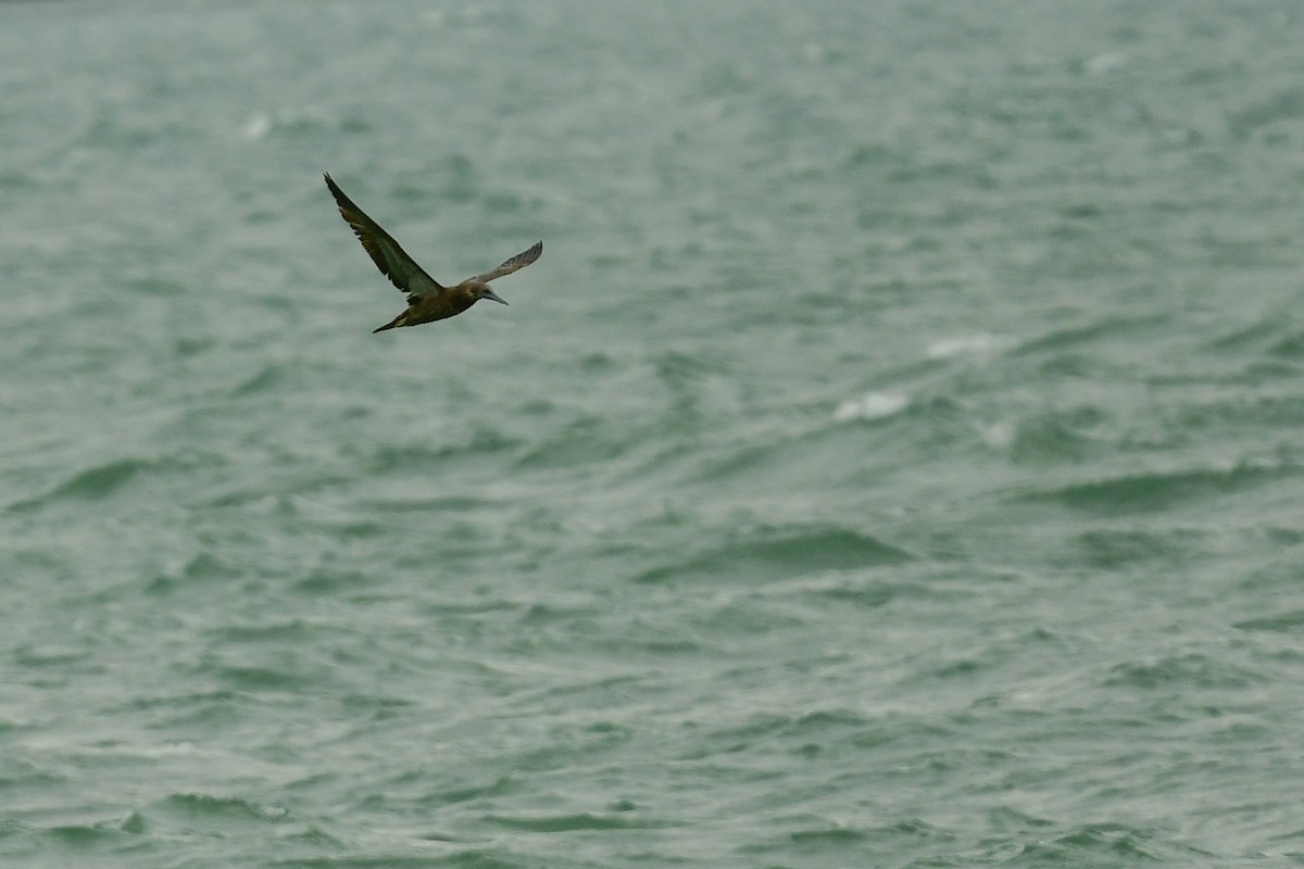 Brown Booby - Etienne Pracht