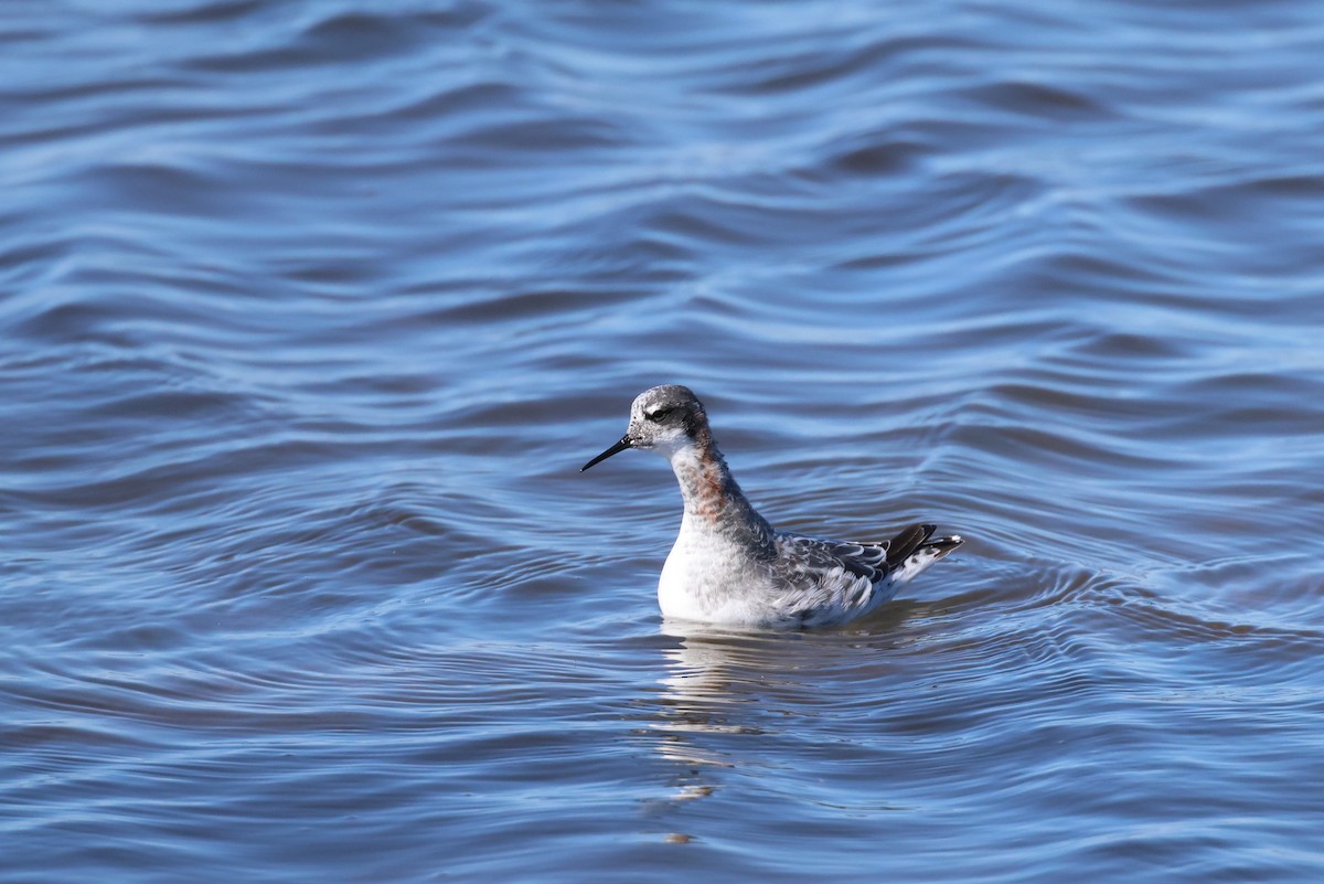 Red-necked Phalarope - ML616331969