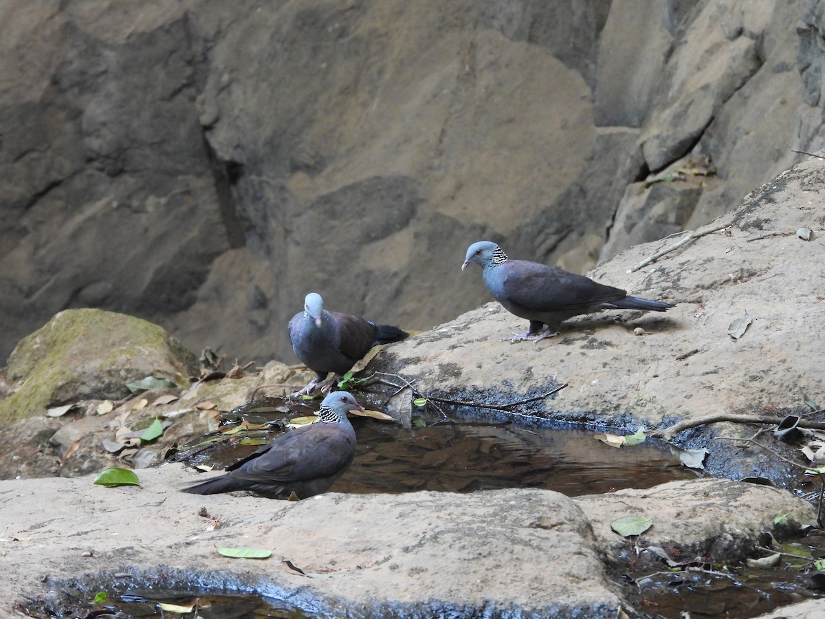 Nilgiri Wood-Pigeon - ML616331974