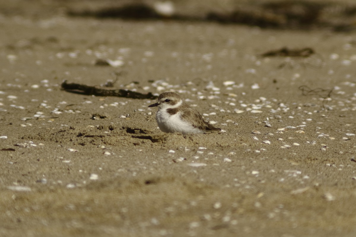 Snowy Plover - ML616332015