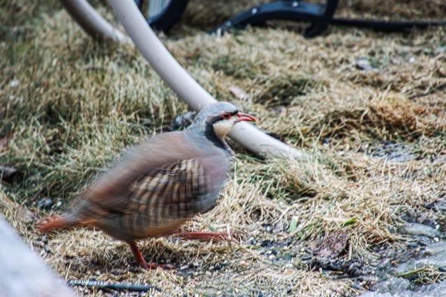 Chukar - ML616332086